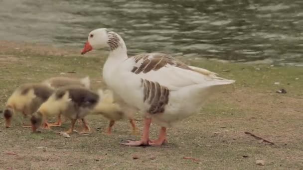 Goose Family Parque Palermo Buenos Aires Argentina Primer Plano — Vídeo de stock