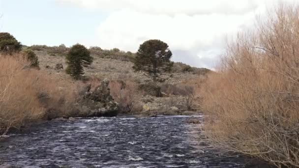 Patagonya Arjantin Bir Nehirde Akan Buzul Suyu — Stok video