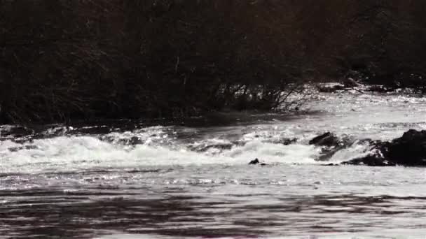 Eau Glaciaire Coulant Dans Une Rivière Patagonie Argentine — Video