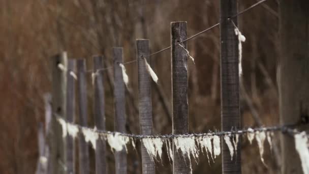 古い有刺鉄線フェンスに巻き込まれたウール クローズアップ — ストック動画