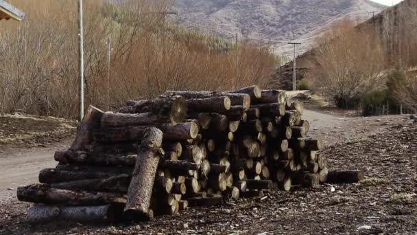 森林里堆积如山的木柴 — 图库视频影像