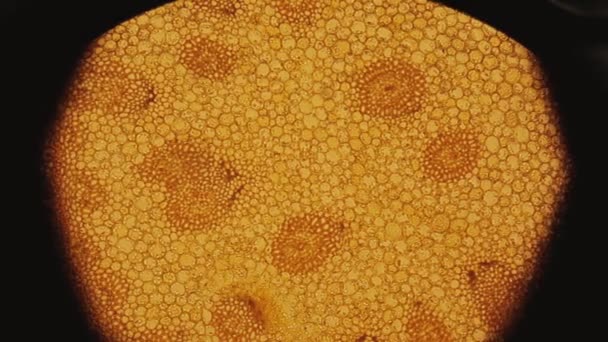 显微镜上的病毒宏观射门 — 图库视频影像