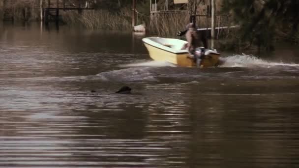TIGRE / ARGENTINA - 12 20 2019: A Black Dog swimming in the River, near a Wood Pier, in Tigre, Argentina. — Stock Footage Tigre Argentina 2019 Black Dog Swimming River Wood Pier Tigre Stock Video