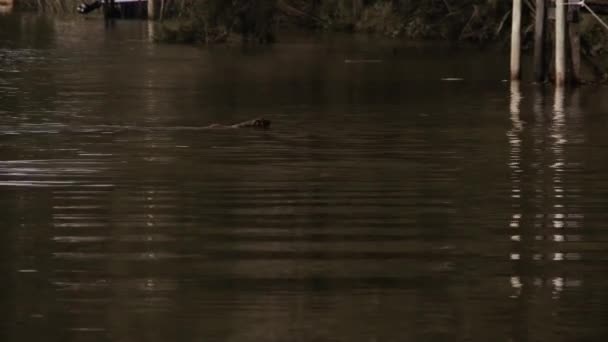 TIGRE / ARGENTINA - 12 20 2019: Dog swimming in the River in Tigre, Argentina. — Stock Footage Tigre Argentina 2019 Dog Swimming River Tigre Argentina Stock Footage