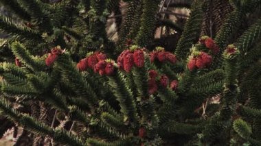 Patagonya, Neuquen, Arjantin, Güney Amerika 'da Kızıl Yapraklı Çam Ağacı Dalları. 