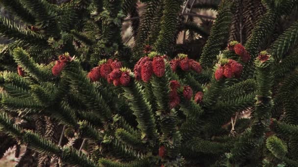 Pine Tree Branches Red Leaves Patagonia Neuquen Province Argentina South — Stock Video