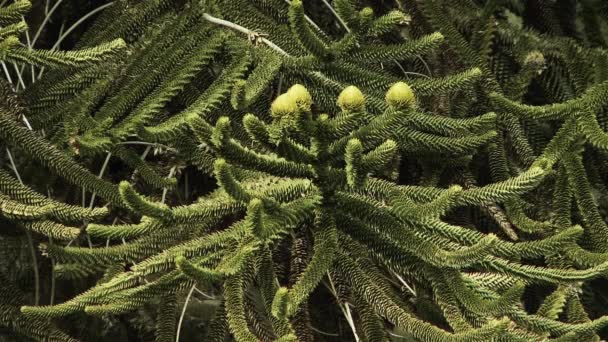 位于阿根廷内乌肯省巴塔哥尼亚的松树分枝 特写镜头 — 图库视频影像