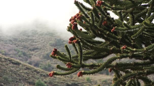 Patagonya Çam Ağacı Şubeleri Neuquen Ili Arjantin Güney Amerika — Stok video