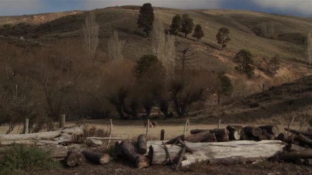 巴塔哥尼亚风景区 有高山上的树木和农场动物 在阿根廷内乌肯省拍摄 南美洲 — 图库视频影像