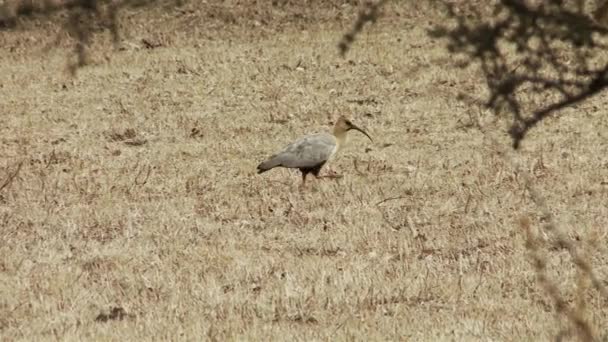 Black Faced Ibis Bird Field Patagonië Argentinië — Stockvideo