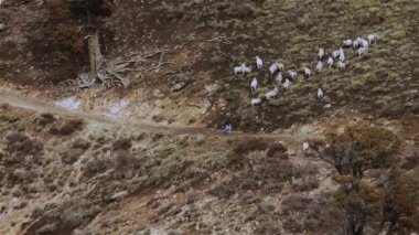 Shepherd ve Koyun And Dağları 'ndaki bir tepeye tırmanıyor, Arjantin.