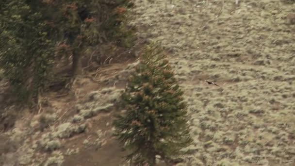 Roofvogel Het Andesgebergte Patagonië Zuid Amerika Panschot — Stockvideo