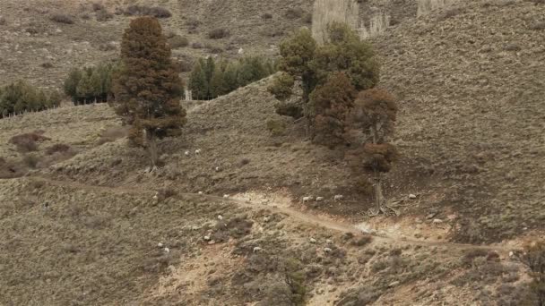 Shepherd Memimpin Domba Dombanya Mendaki Bukit Countryside Patagonia Argentina — Stok Video
