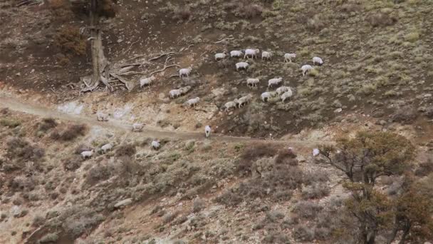 Shepherd Sheep Klimmen Een Heuvel Andes Mountains Argentinië — Stockvideo