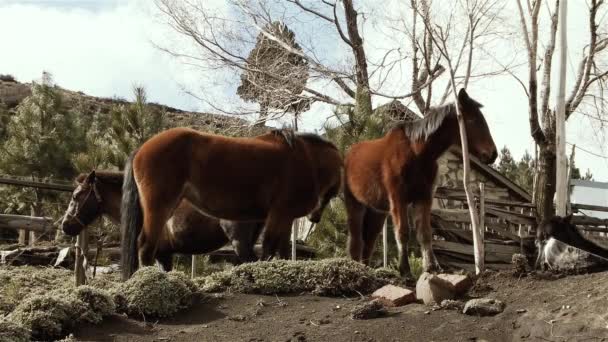 Koń Drapiący Głowę Drzewie Patagonia Prowincja Neuquen Argentyna — Wideo stockowe