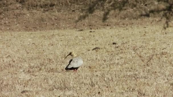 Black Faced Ibis Bird Field Патагония Аргентина — стоковое видео