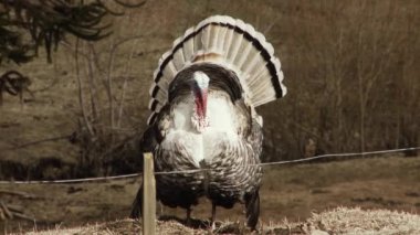 Wild Turkey tüylerini sergiliyor. Patagonya, Arjantin, Güney Amerika 'da çekildi. 