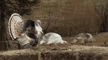 Erkek Vahşi Hindi Dişiler İçin Görünüyor. Erkek Vahşi Türkiye Dişileri Yakınına Çekmek İçin Gösteriyor.