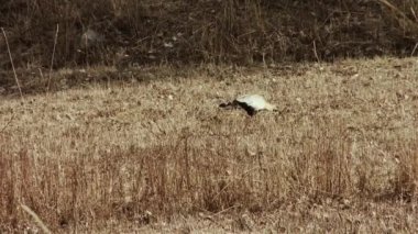 And kuşları tarlada, Patagonya 'da, Arjantin. 