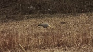 And kuşları tarlada, Patagonya 'da, Arjantin. 