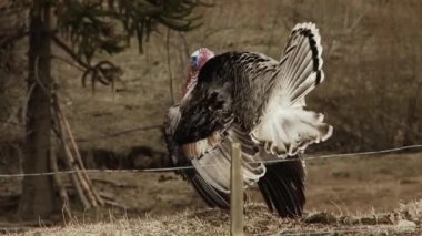 Wild Turkey tüylerini sergiliyor. Patagonya, Arjantin, Güney Amerika 'da çekildi. 