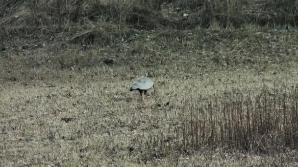 Andean Ibis Bird Field Patagonie Argentine — Video