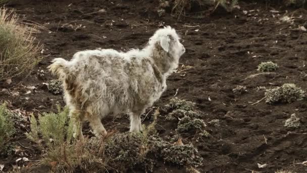 Uma Ovelha Uma Colina Cordilheira Dos Andes Argentina Patagônia América — Vídeo de Stock