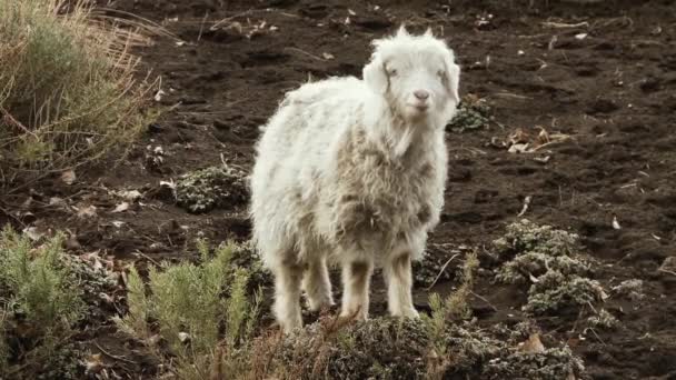 Una Oveja Una Colina Los Andes Argentina América Del Sur — Vídeos de Stock