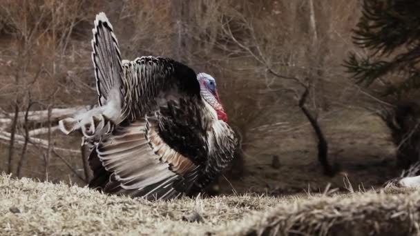 Wilde Turkije Meleagris Gallopavo Een Mannelijke Wilde Turkije — Stockvideo