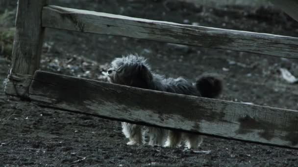 農場の入り口にあるマルタのテリア犬 — ストック動画