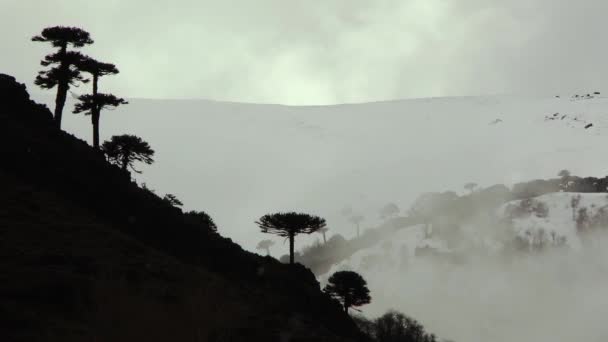 Árboles Una Montaña Patagonia Argentina América Del Sur — Vídeo de stock