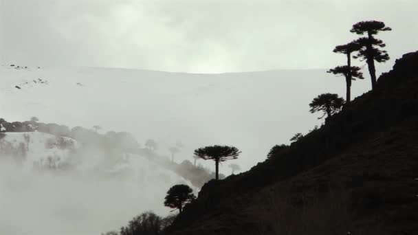 阿根廷巴塔哥尼亚一座山上的树木 南美洲 — 图库视频影像