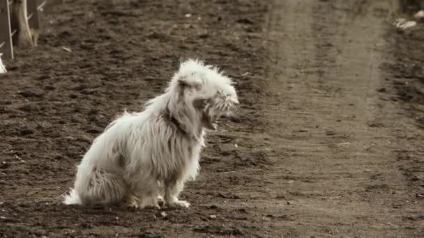 Blanco Peludo Maltés Perro Sentado Fuera — Vídeo de stock