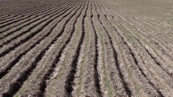 Gecultiveerde Grond Een Landbouwgebied Inzoomen — Stockvideo