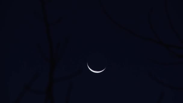 Luna Mezzaluna Sulla Silhouette Degli Alberi Tramonto Zoom — Video Stock