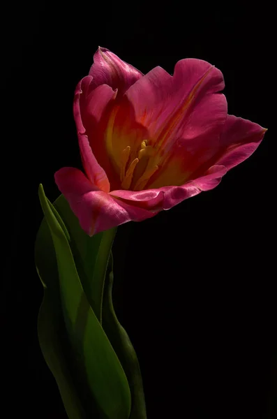 Тюльпан Черном Фоне — стоковое фото