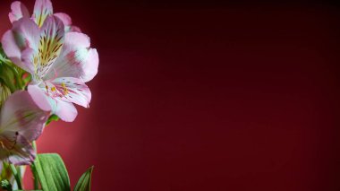 Koyu kırmızı arkaplanda çiçek