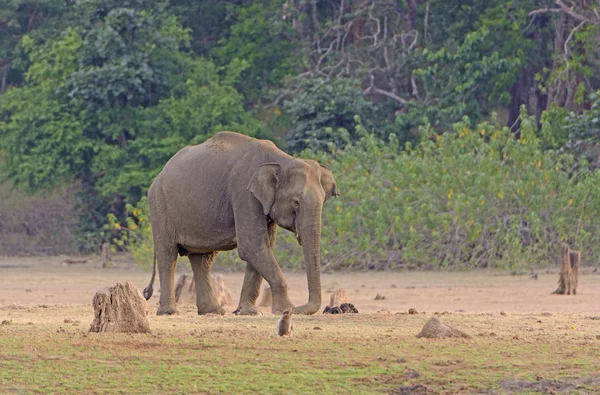 먼지가 홍수 평야에 코끼리 — 스톡 사진