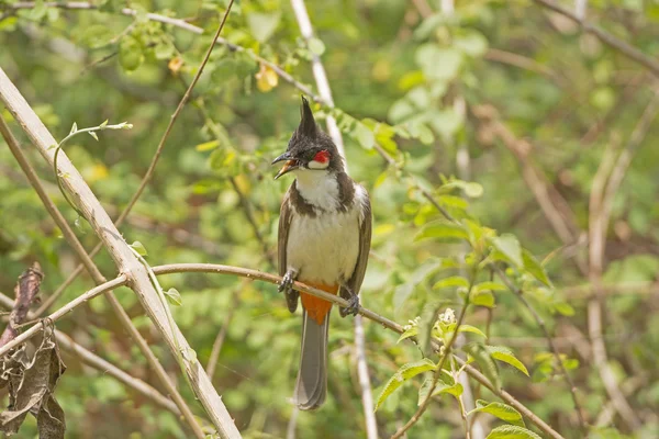Red-whiskered Bulbul in a tree — Stock Photo, Image
