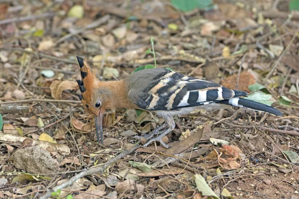 Hoopoe à procura de comida — Fotografia de Stock