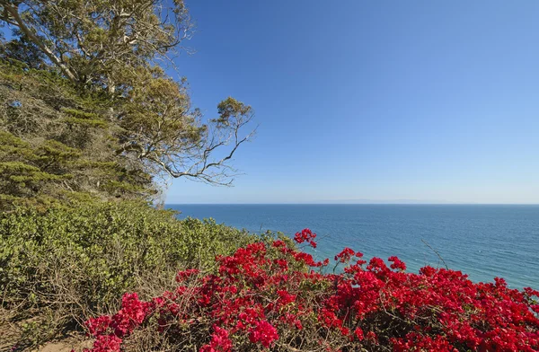 Kleurrijke bloemen op een Oceaan kust — Stockfoto