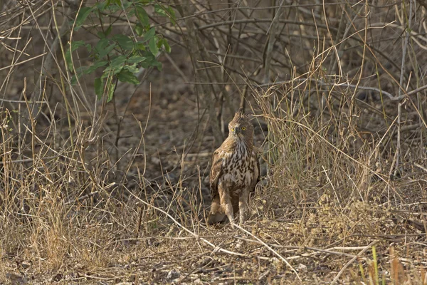 Aigle hwk crête dans la forêt — Photo