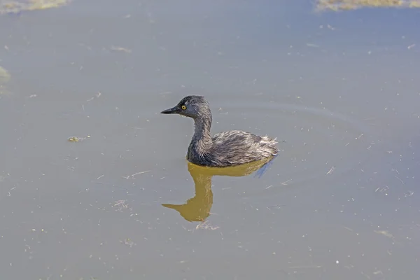 Least Grebe in a Wetland Pond — Stock Photo, Image