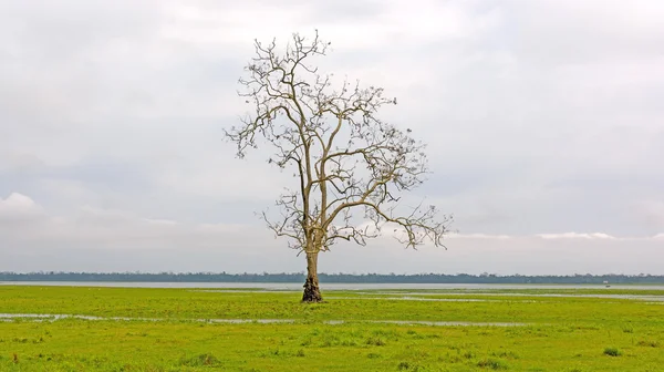 Árvore solitária em um pântano de pântano — Fotografia de Stock