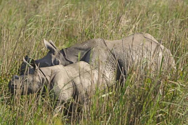 Rino madre y bebé en las praderas — Foto de Stock