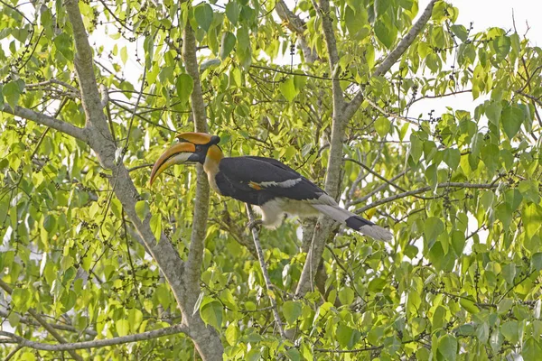 Grand Corneille dans un arbre — Photo