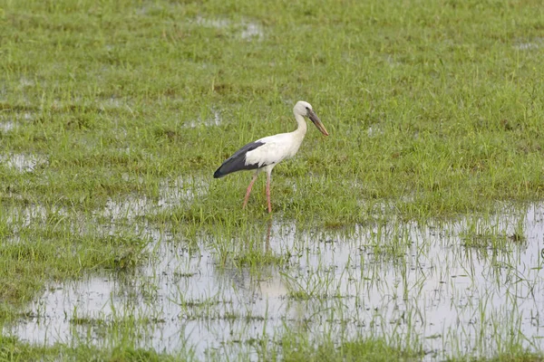 Asia Openbill Stork i en våtmark — Stockfoto