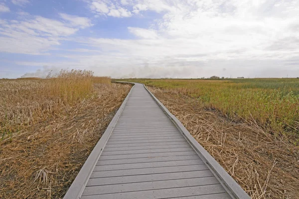 Boardwalk genom Bayou — Stockfoto