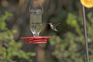 Siyah çeneli sinek kuşu uçuş