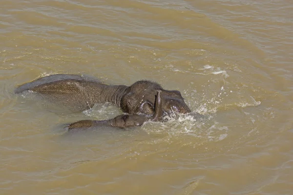 Mutter und Elefantenbaby überqueren einen Fluss — Stockfoto